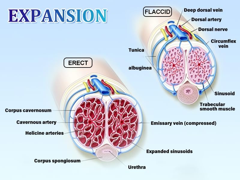 Electric Penis Enlarge Vacuum Pump with 4 Suction Intensities High-Vacuum Penis Enlargement Extend Pump expansion